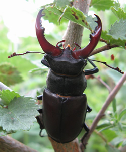 Male Stag Beetle Male Stag Beetle